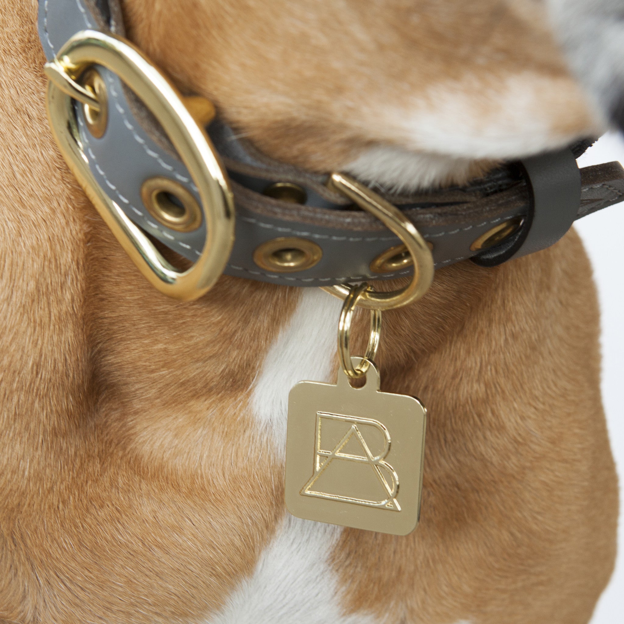 Camo Dog Collar with Chocolate Leather + Ivory Swirl Stitching (on dog)