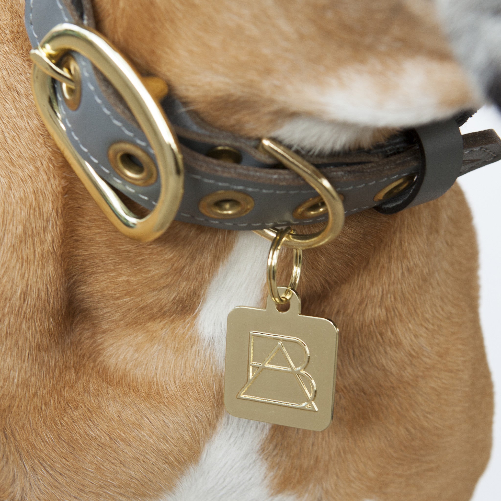 Orange Dog Collar with Medium Brown Leather + Multicolor Stitching (on dog)